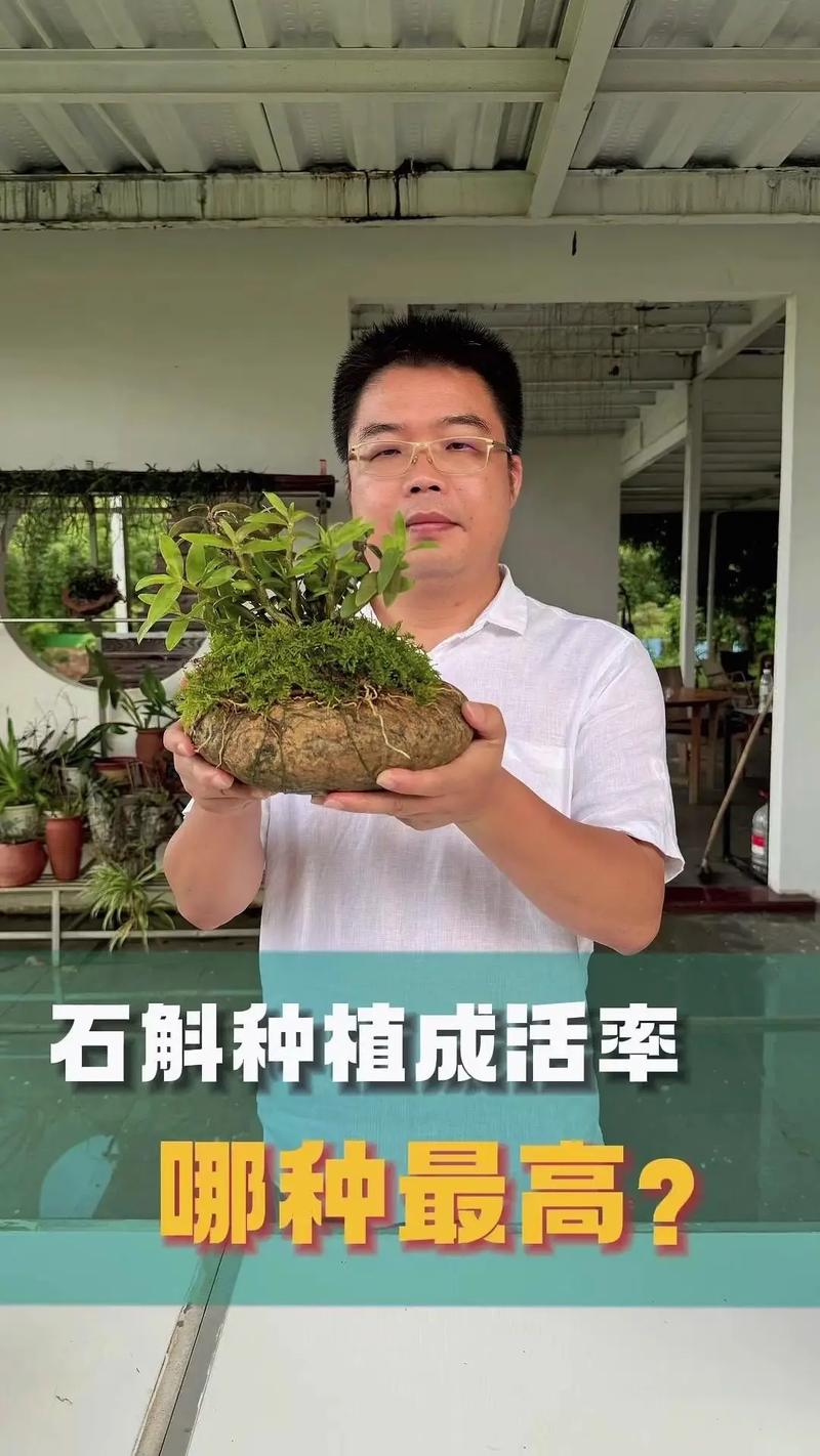 水养铁皮石斛能成活吗