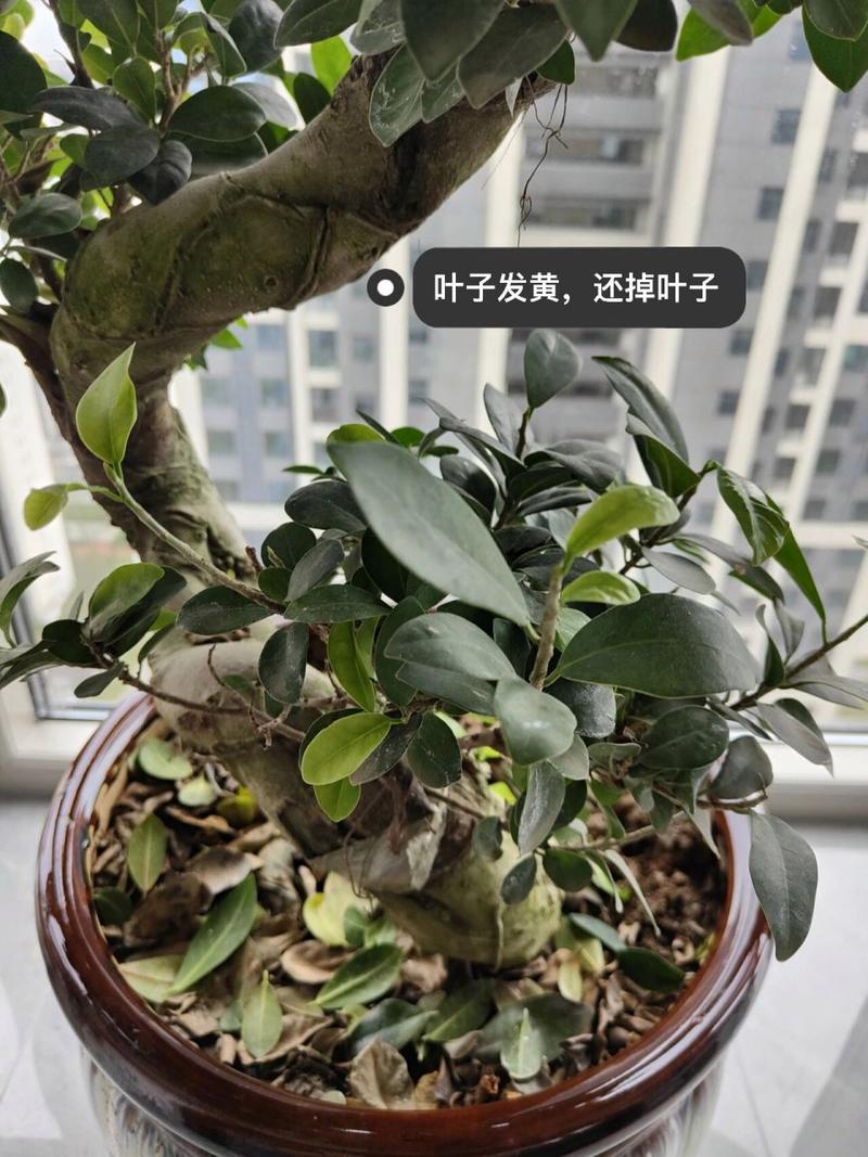 金钱木为何发黄掉叶子?