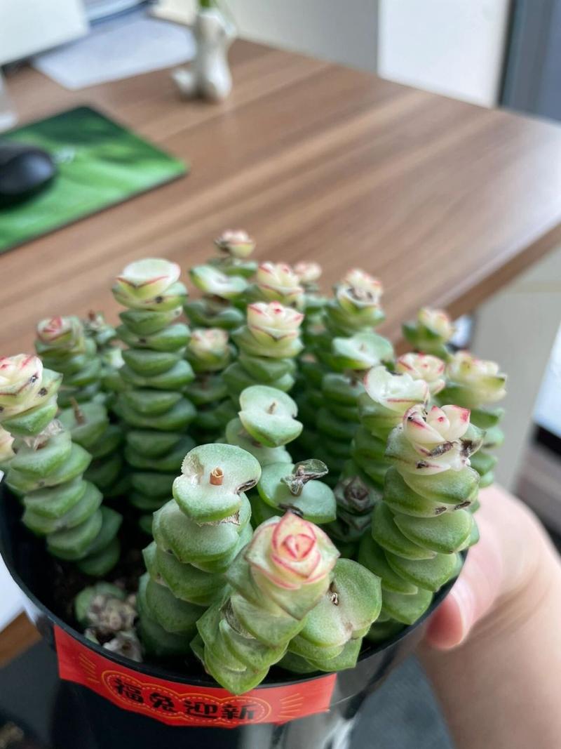 金钱木叶子发黑脱落