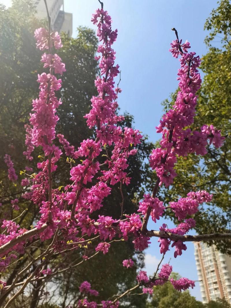 紫荆冬天能开花吗