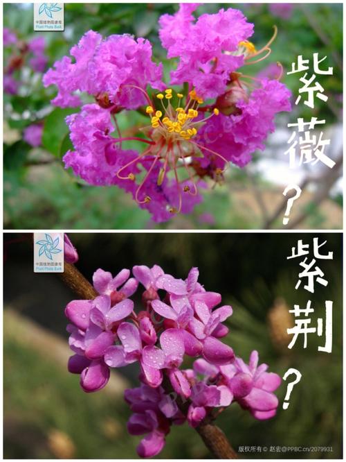 紫荆花冬天能安全过冬并开花吗?