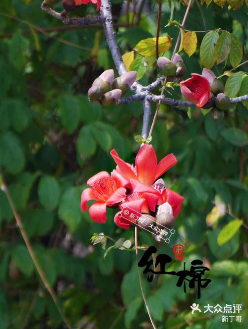 英雄花又叫什么?花?