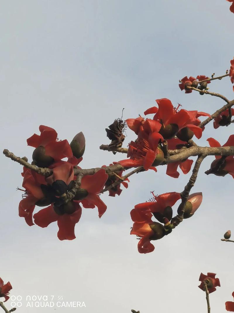 木棉花为什么叫英雄花