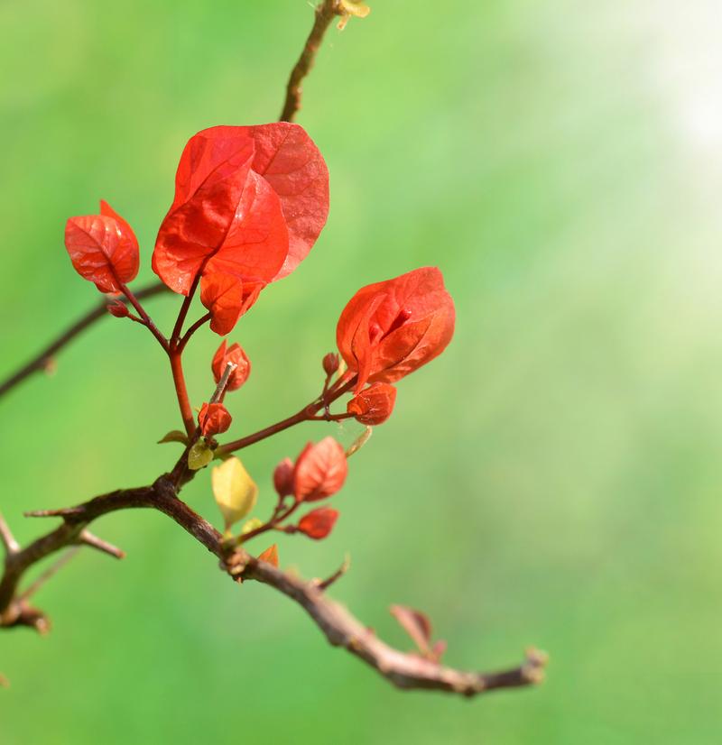 誉为英雄之花的木棉