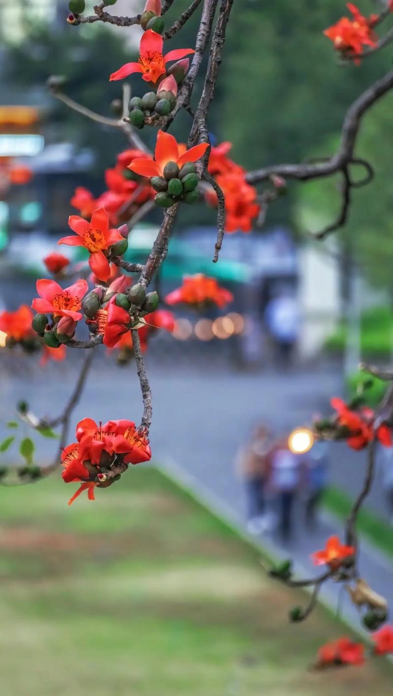 什么是英雄花?