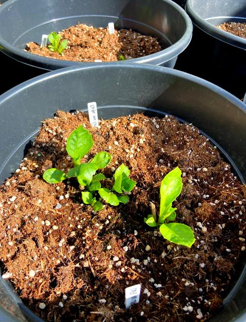 大丽花种植时间和方法是什么?