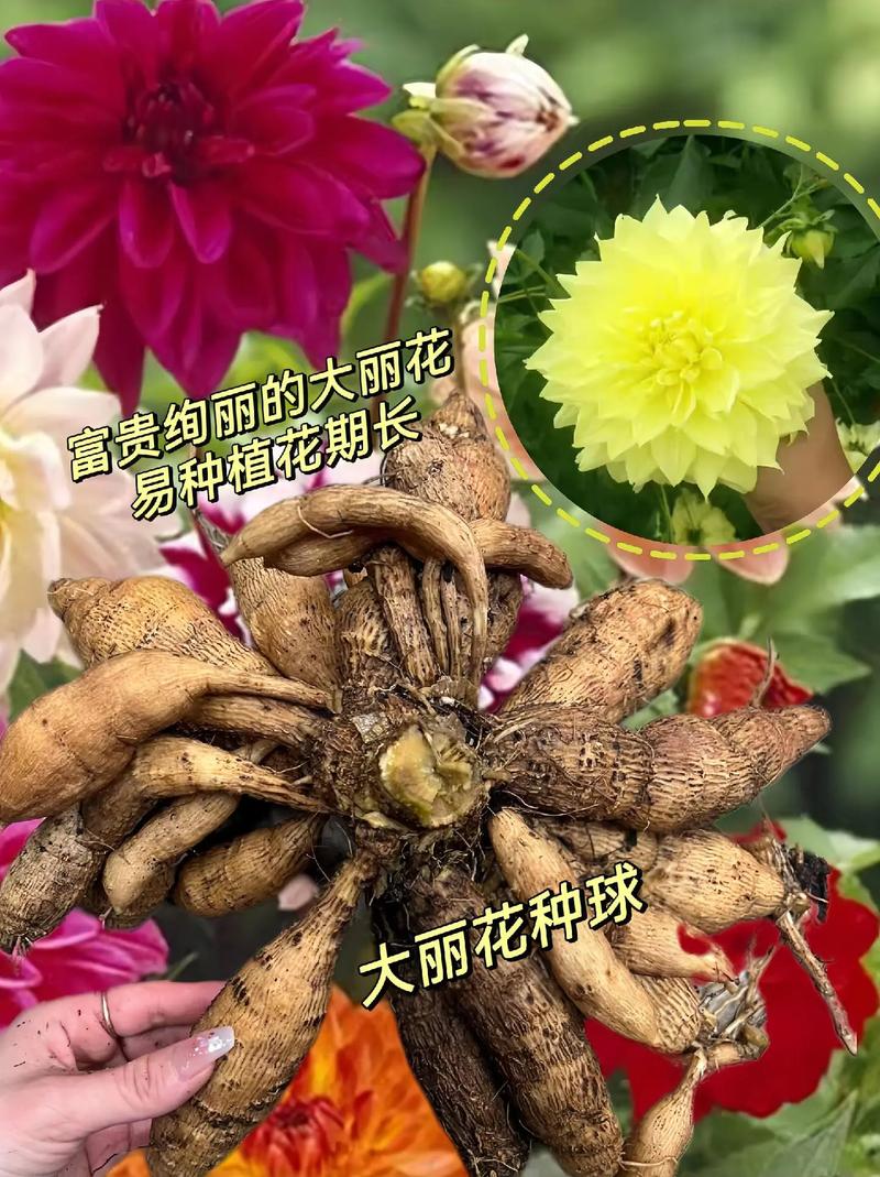 大丽花的种植方法
