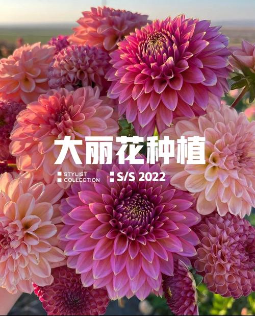 大丽花播种种植方法