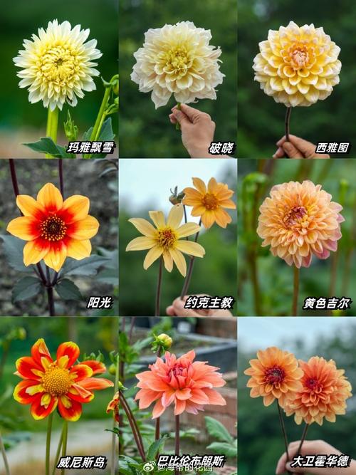 大丽花种植时间和方法