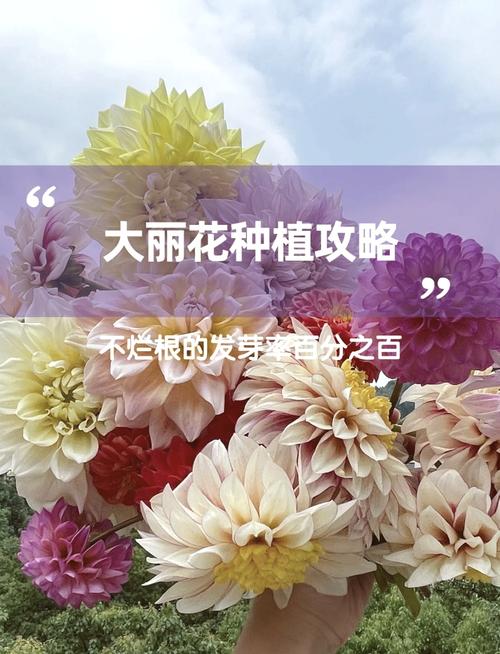 大丽花种植方法和时间