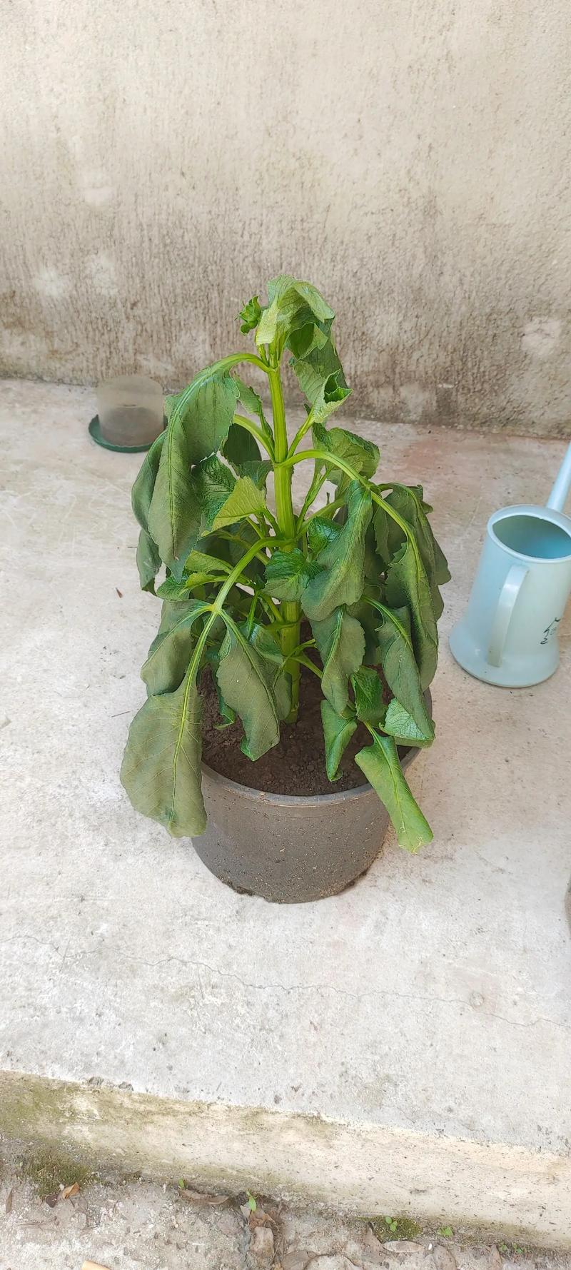 大丽花播种后多久开花如何播种?