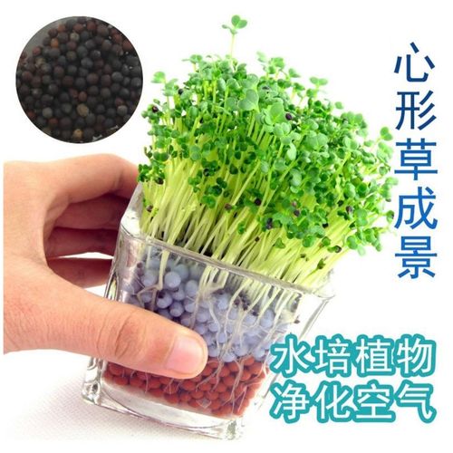 心形草叫什么?