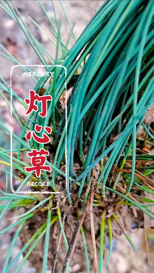 心形草的学名叫什么?