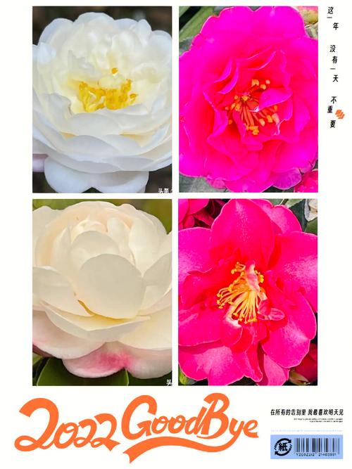 茶梅与山茶花有哪些区别?