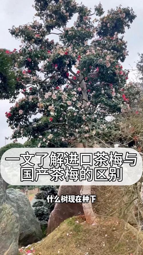 茶梅和山茶有什么区别?教你几招轻松区分!
