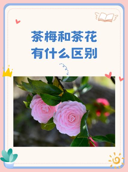 茶梅和山茶有区别吗?