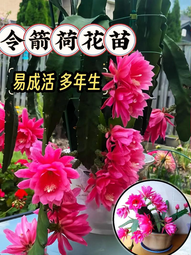 令箭荷花的风水作用令箭荷花在风水上有什么功效