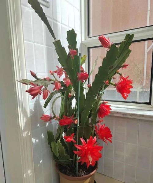 令箭荷花宜放在室内吗