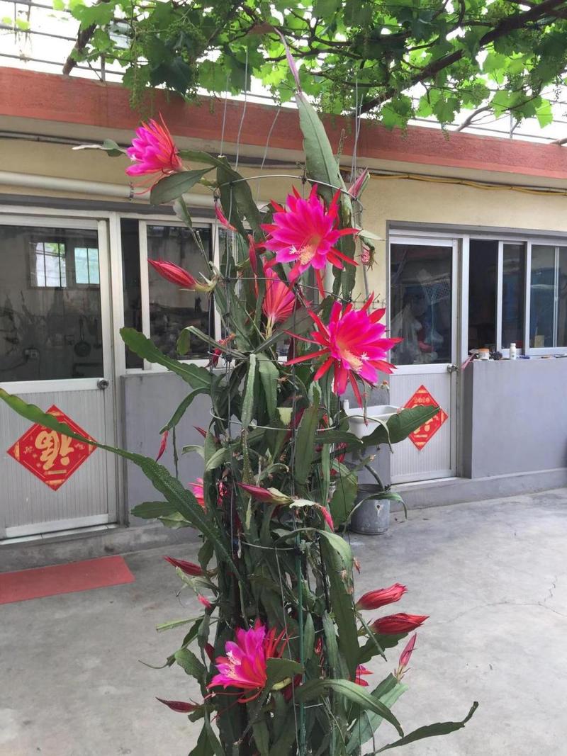 令箭荷花的花朵有营养价值吗?