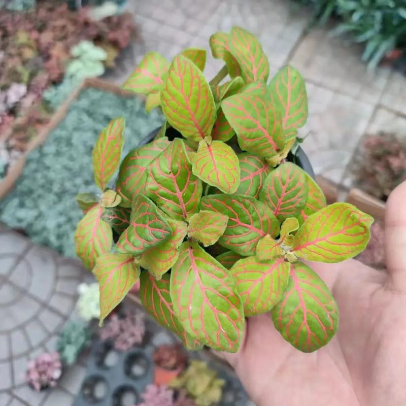 网纹草适合放在卧室吗