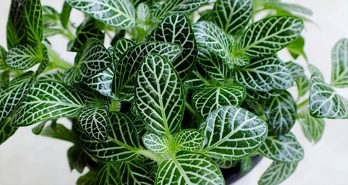 红网纹草有毒吗?红网纹草可以放卧室吗?