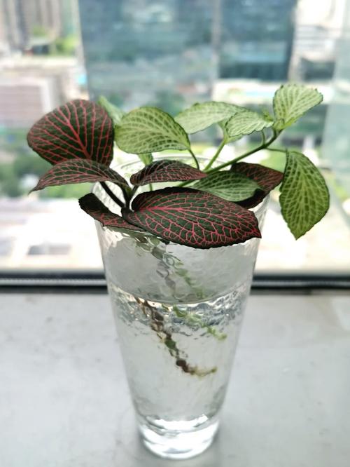 网纹草可以水养吗