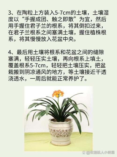 用什么花盆养君子兰比较好呀