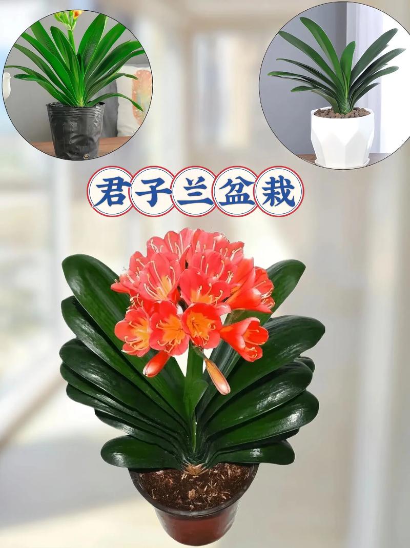 君子兰用什么花盆比较好