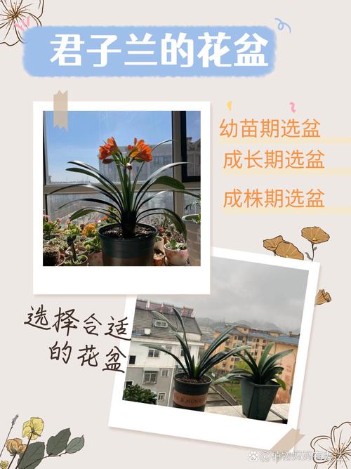 养殖君子兰用什么花盆好