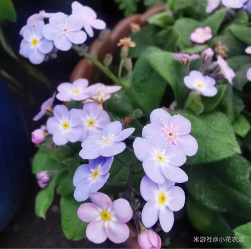勿忘我的养殖方法和注意事项