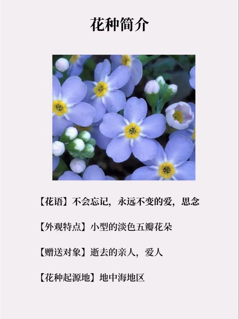 勿忘我怎么养