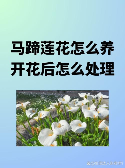 马蹄莲的种植方法