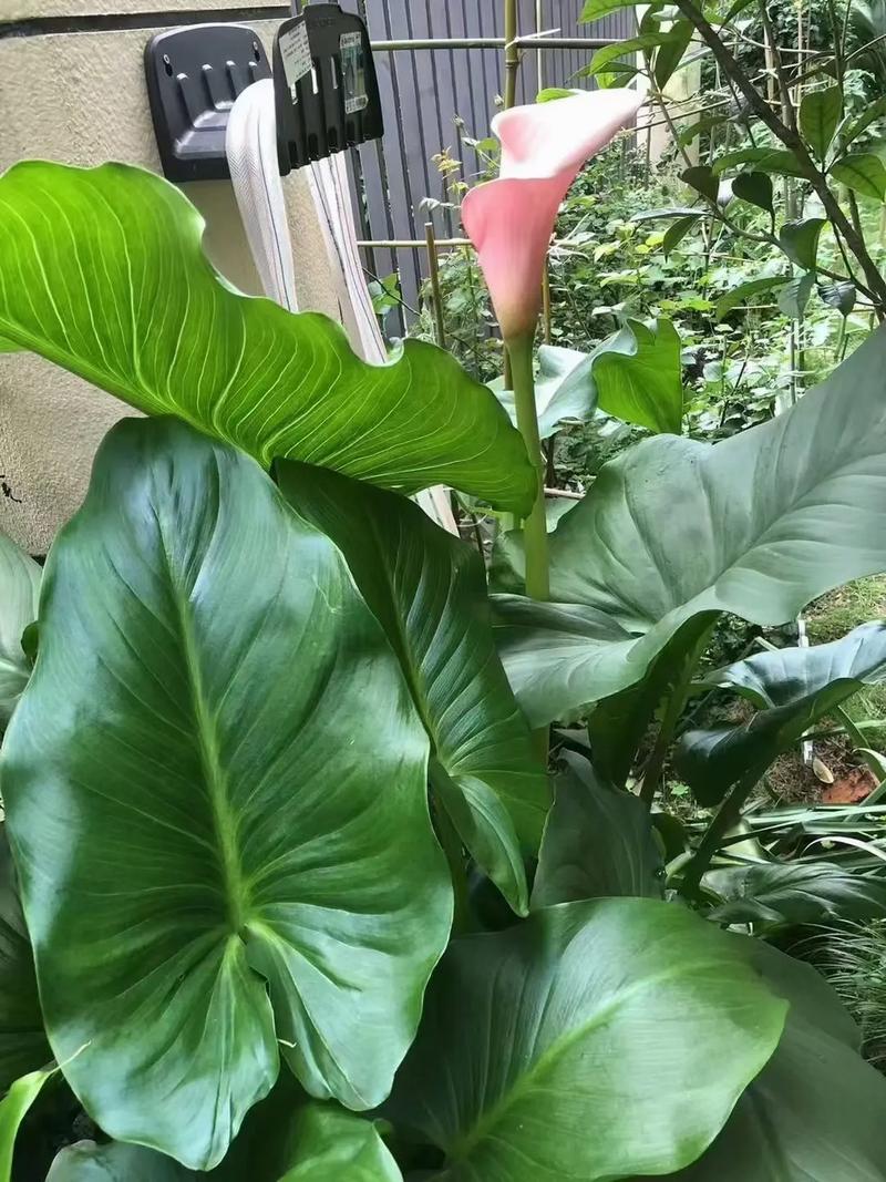盆栽马蹄莲种植时间和方法
