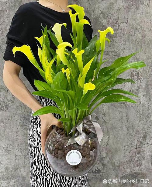 盆栽马蹄莲种植时间,马蹄莲用什么土养比较好