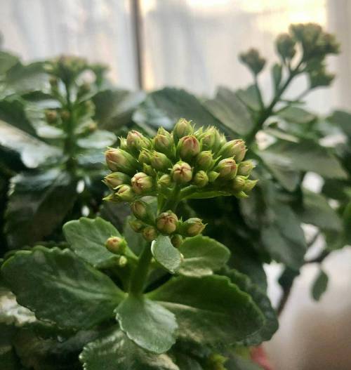 长寿花什么季节打顶