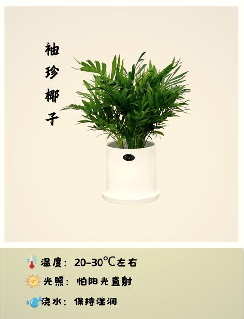 袖珍椰子的养殖方法及注意事项?