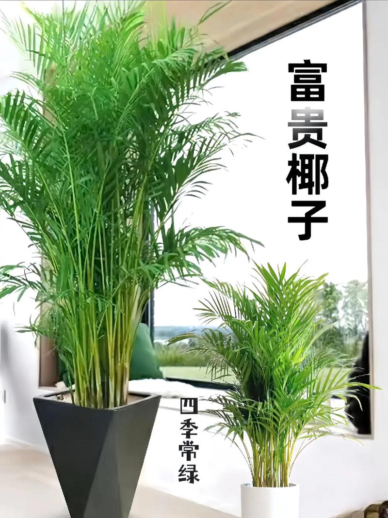 袖珍椰子怎么养才能更旺盛袖珍椰子的养殖技巧
