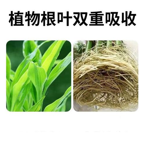 水培吊兰怎么做营养液?