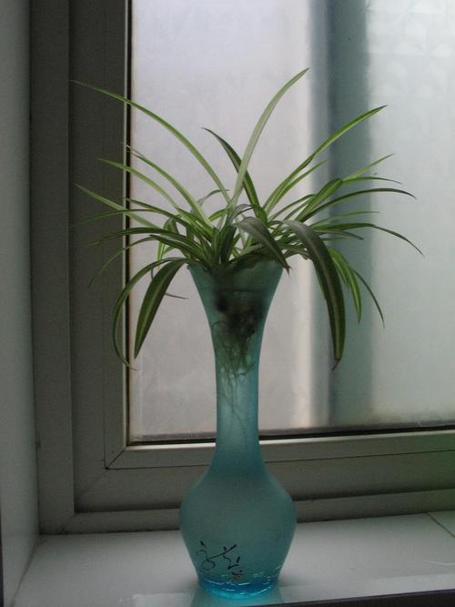 水培吊兰自制营养液