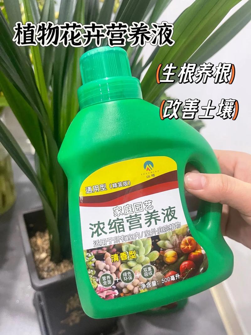 水培吊兰自制营养液方法