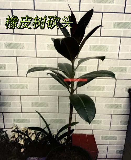 橡皮树长歪了怎么办，橡皮树长歪了怎么办呢
