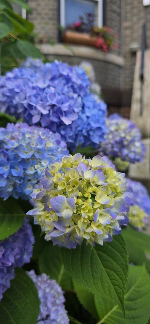 家里养了这些花,小病全走光,药费不用花!