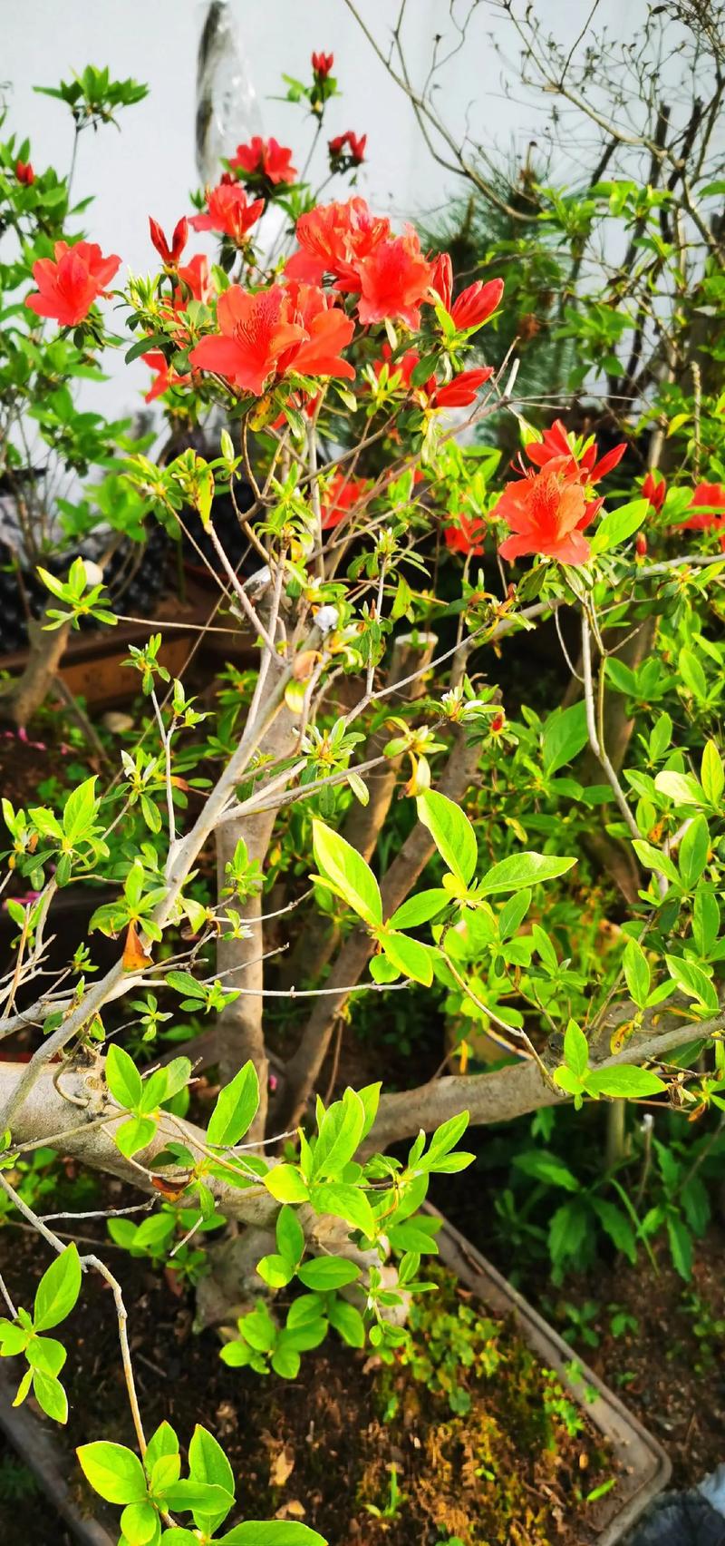6种“小香花”,开花极漂亮,摘花泡茶喝,“大病小病”都走光