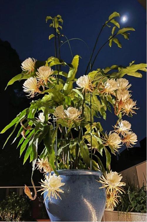家里养了这5种花,劝你比较好扔出去,晦气!很多人养了还不知道