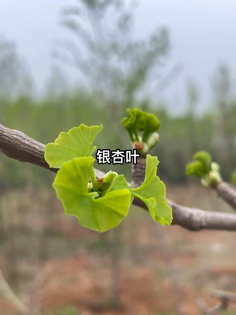 银杏树种子应该怎样储存才能保证发芽率呢?