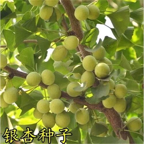 白果种子怎样种植
