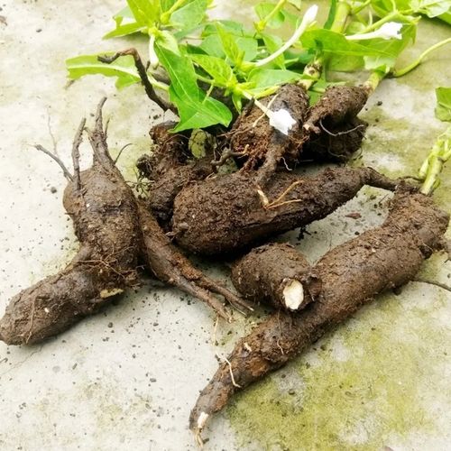 紫茉莉根的功效与作用，紫茉莉根的功效与作用图片