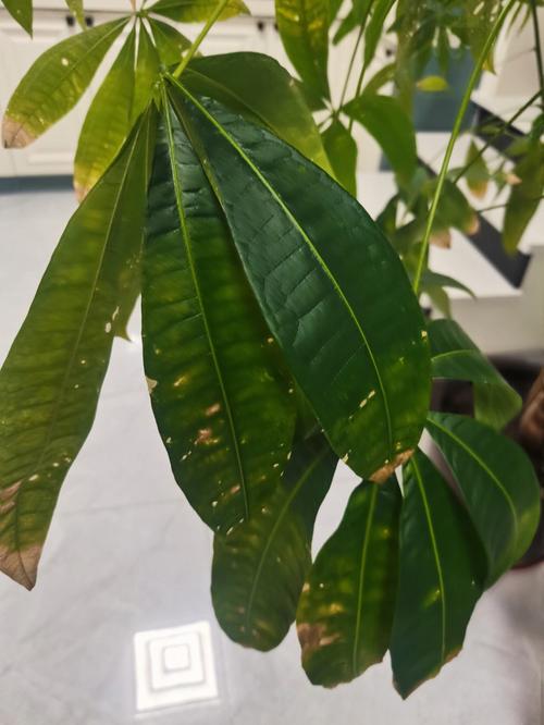 招财树叶子发黄掉叶子是怎么回事