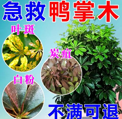 鸭脚木出现黑叶落叶,是什么原因造成的呢?如何解决呢?