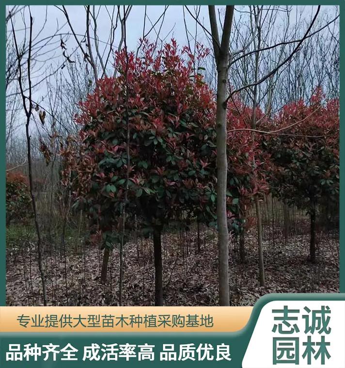 红叶石楠的修剪方法
